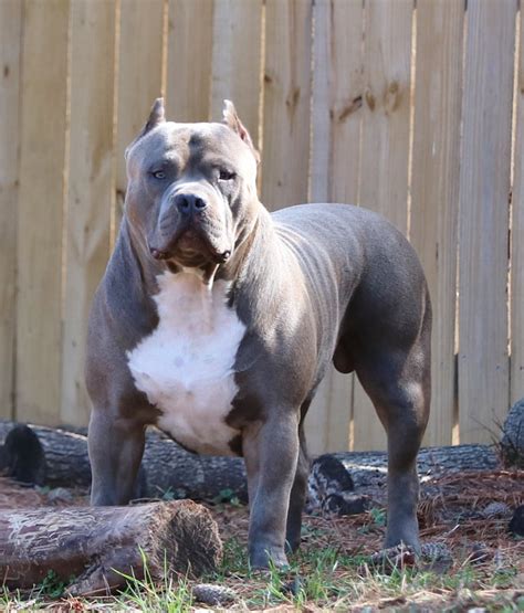 xxl american bully|extra large american bulldogs.